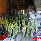 Los Mossos d'Esquadra detienen a tres personas por tener 463 plantas de marihuana en una masía del Solsonès
