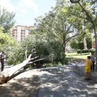 Imatge d'arxiu d'un arbre caigut a Lleida durant un temporal de vent.