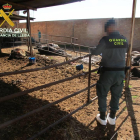 Agentes de la Guardia Civil en una actuación contra el maltrato animal en una granja leridana. 