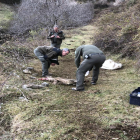 Agents forestals analitzant el vedell després de l’atac.