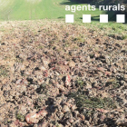 Restes càrnies trobades pels Agents Rurals