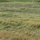 Cereales tumbados por efecto de la lluvia y el granizo en una finca de Bellpuig.