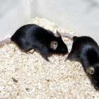 Una combinació de dos fàrmacs s'ha mostrat eficaç en ratolins
