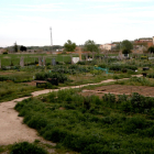 Els horts urbans ubicats al barri de Pardinyes de Lleida, ahir a la tarda deserts.