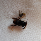 Un exemplar de vespa asiàtica al costat d’un altre de vespa comuna.