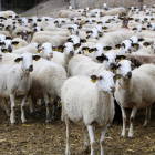Imagen de archivo de un rebaño de ovejas de una explotación leridana.