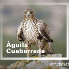 La Fundació Endesa impulsa un projecte de conservació i protecció d'àguiles cuabarrades, en perill crític a Catalunya