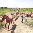 L’Associació per la Recuperació i Rehabilitació d’Equins (ARRE) acull actualment quinze cavalls al refugi d’Alcanó.