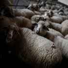 Imagen de archivo de una explotación de ovejas.