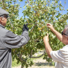 Josep Pont i Antoni Pujol inspeccionen com estan els pistatxos que han quedat als arbres.