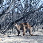 El fuego ha arrasado ya más de ocho millones de hectáreas y se ha cobrado la vida de 26 personas.