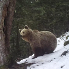 Un oso observa la montaña entre los árboles, rodeado de nieve.