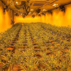 Detingut per cultivar més de 1.000 plantes de marihuana en una casa de Montoliu de Lleida