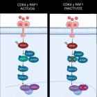 Il·lustració de l'efecte terapèutic abans i després d'inactivar dos gens. A l'esquerra s'observen dos tumors quan l'oncogen 'KRAS' es troba activant els gens CDK4 i RAF1. A la dreta s'observa la desaparició dels tumors després de la inactivació d'aquests gens.