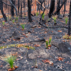 Comencen a rebrotar plantes als boscos cremats d'Austràlia