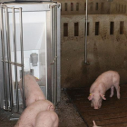 Cerdos alimentándose con el sistema robotizado de la UdL.