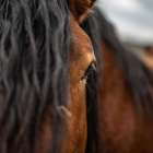 Confirmado un caso de virus del Nilo en un caballo en Cataluña
