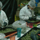 Un laboratori en el qual es treballa amb cànnabis amb finalitats terapèutiques.