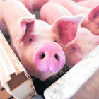 El sector de la producción de porcino de Lleida factura cerca de 900 millones