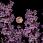 Así se vio la Superluna rosa, la más grande del año, desde las comarcas de Lleida 