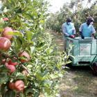 Armilles de colors i grups de quinze treballadors a la poma