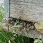 La vida de les abelles, a La 2