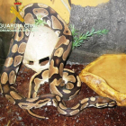Una de las serpientes pitón real intervenidas en Torres de Segre.