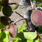 Almendros afectados por las inclemencias meteorológicas.