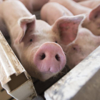 El sector porcino se mantiene en alerta máxima en materia sanitaria.