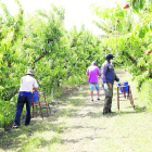 Temporeros y agricultores recogiendo fruta esta semana en una finca de Torres de Segre.