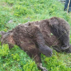El cadàver de l’ós trobat mort a trets a l’Arieja.