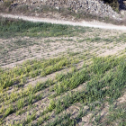 Imatge d’un camp de cereal a Cervera on s’aprecien els estralls de la falta d’aigua.