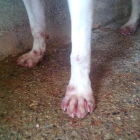 El Comú denuncia ferides a les potes dels gossos pel terra abrassiu.