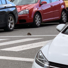 Una rata passejant pel carrer Narcís Monturiol.