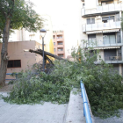 Cae un árbol a la plaza Galícia de Lleida