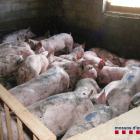 Detingut un veí de Torregrossa per robar 273 porcs de tres granges