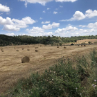 Molts camps de cereal del Segrià, com aquest de la vall Major de Llardecans, ja presenten aquest aspecte.