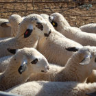 Imagen de archivo de ovejas en una explotación.