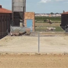 Una docena de buitres en una granja atraídos por el cadáver de un animal