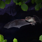 Un ejemplar de murciélago de la especie ‘Myotis capaccinii’.