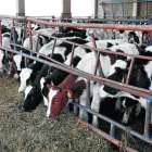 El transport dels caps de bestiar és un punt crític per al benestar dels animals.