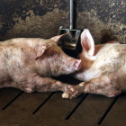 Dos porcs al costat d’un abeurador aquest estiu en una granja d’Alcarràs.