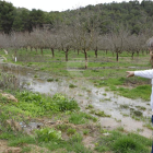 El alcalde de Maials, David Masot, muestra los campos de almendros inundados esta semana.