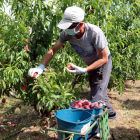 Recol·lecció de fruita de pinyol primerenca en una finca de Torres de Segre el mes de maig passat.