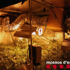 Una imagen de la plantación 'indoor' de marihuana, en un domicilio de la calle Joan Baiget de Lleida.
