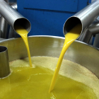 Imagen de producción de aceite de oliva virgen extra en una cooperativa leridana.
