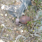 Vista de la granada hallada en un terreno forestal. 