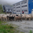 Foto de archivo de la llegada de ganado para su reagrupación.