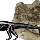 Imagen del fósil tras ser recuperado.