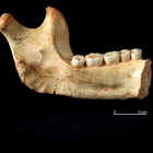 Vista de la hemimandíbula izquierda de Homo Antecessor procedente del nivel TD6 de Gran Dolina de Atapuerca.